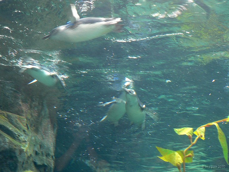 21.32- Manchots pygmees evoluant dans l'eau.JPG